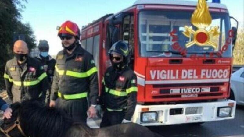 Stranezze di strada, Lecce: pony al galoppo tra le auto sulla statale