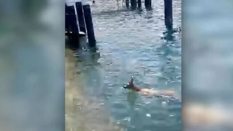 Utenti deboli (ma pericolosi) della strada, Bellagio: capriolo esce dal lago nuotando VIDEO