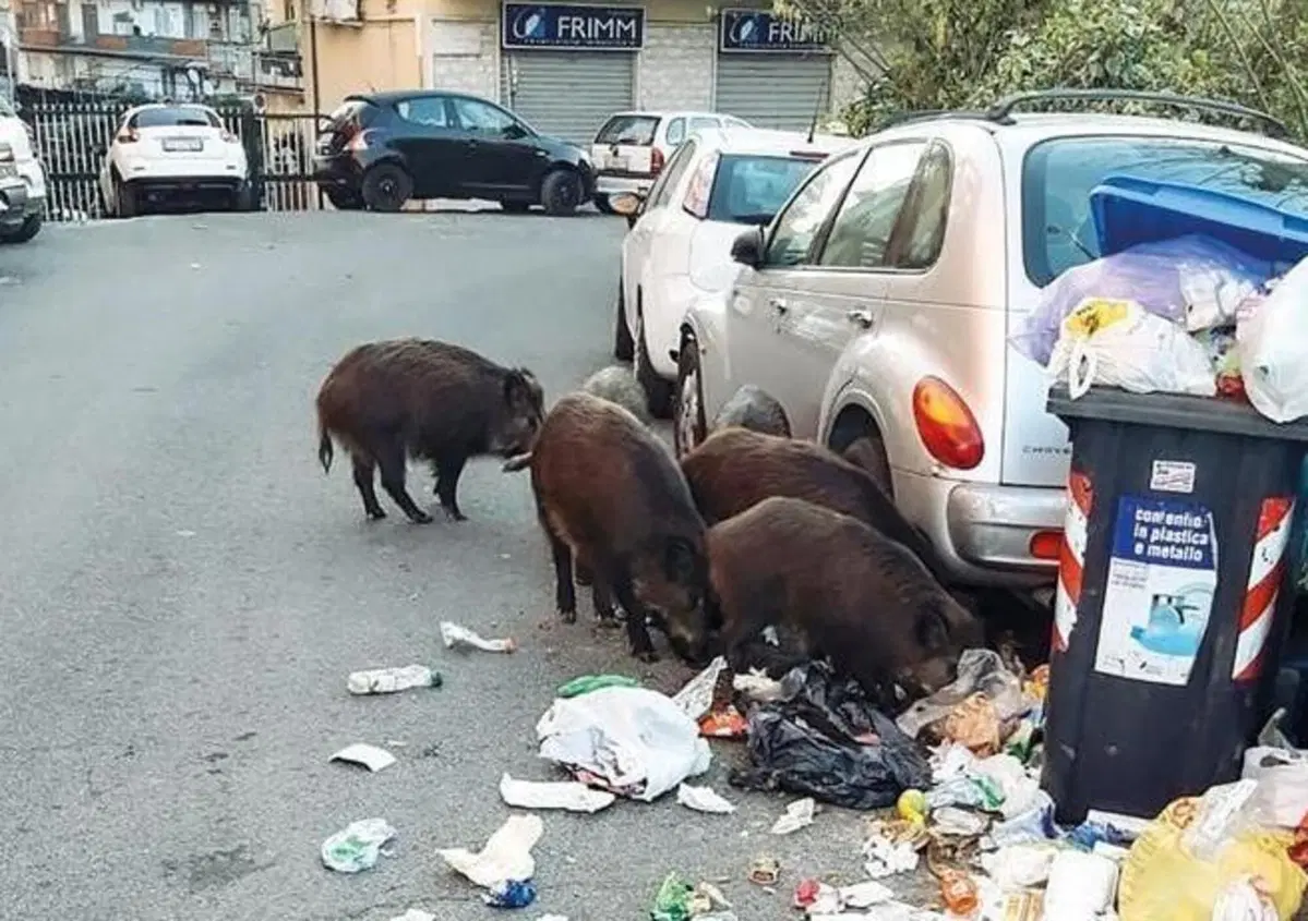 Viaggio nello "zoo" di Roma. Il centro invaso da cinghiali, topi, gabbiani, cani selvatici e una capra