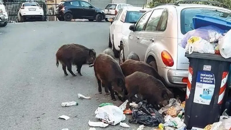 Viaggio nello "zoo" di Roma. Il centro invaso da cinghiali, topi, gabbiani, cani selvatici e una capra