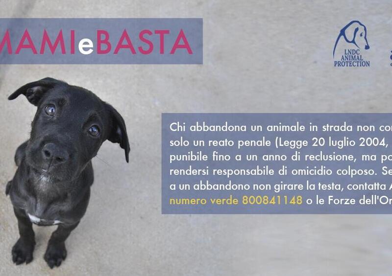 Anas lancia una campagna contro l&#039;abbandono degli animali