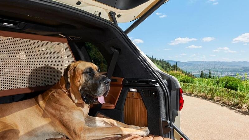 Animali in auto, Consigli e regole per il trasporto di cani e gatti in sicurezza