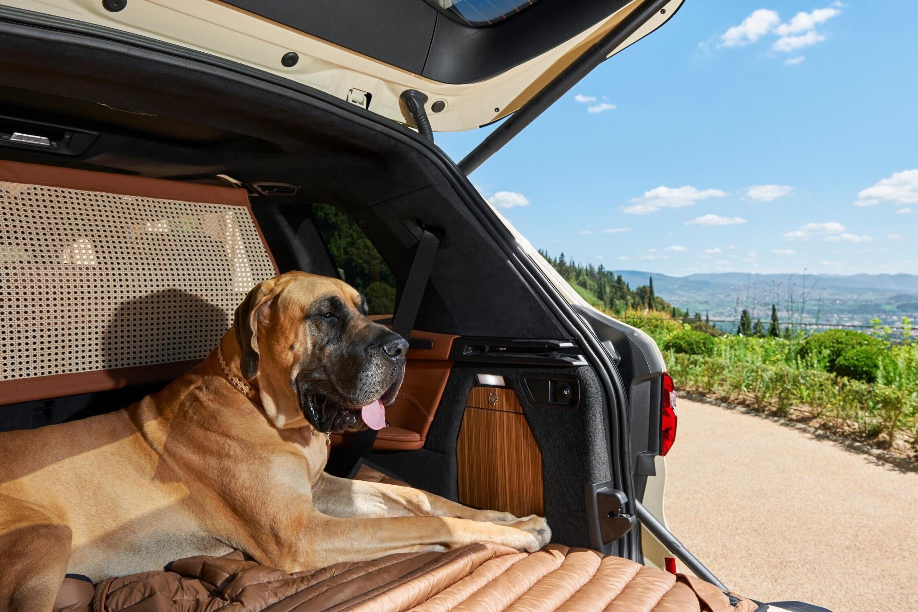 Animali in auto, Consigli e regole per il trasporto di cani e gatti in sicurezza