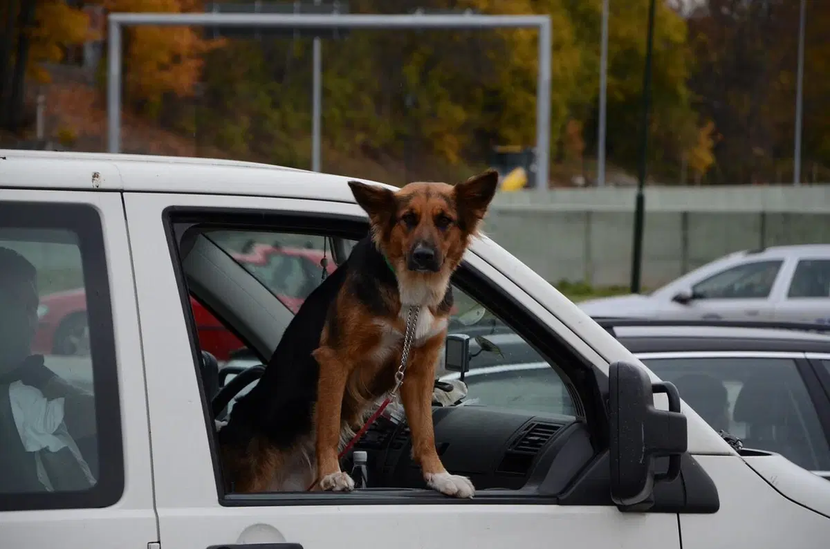 Animali in auto, Consigli e regole per il trasporto di cani e gatti in sicurezza (3)