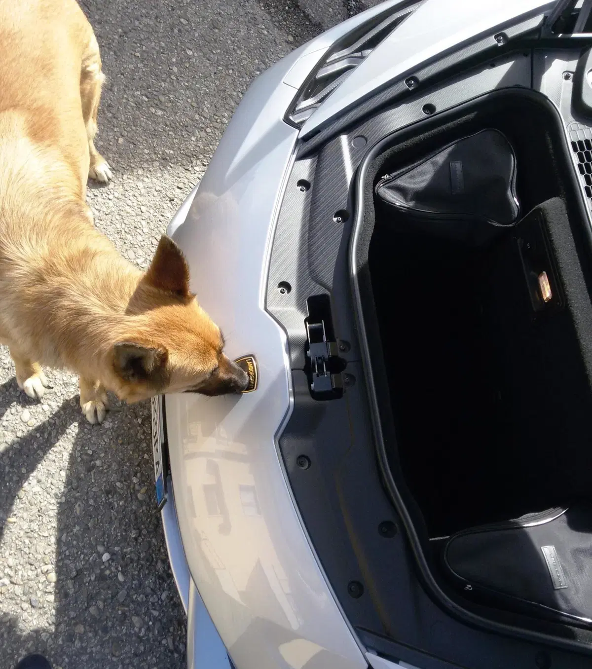 Animali in auto, Consigli e regole per il trasporto di cani e gatti in sicurezza