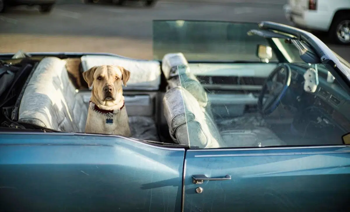 Animali in auto, Consigli e regole per il trasporto di cani e gatti in sicurezza (2)