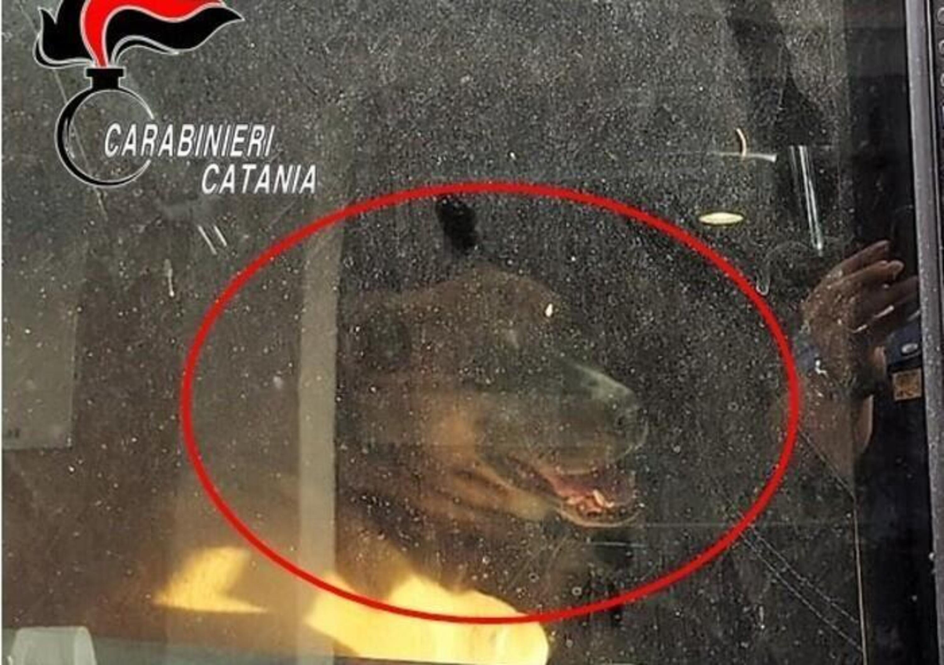 Catania, cane dimenticato in auto salvato dai Carabinieri. Padrone denunciato