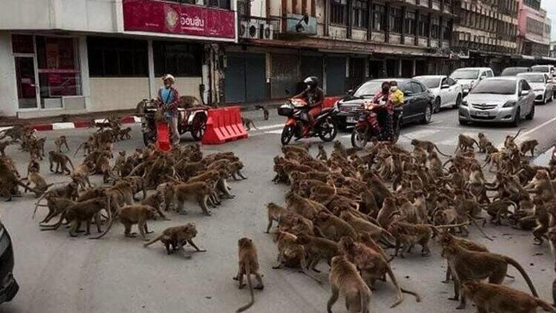 Incredibile blocco del traffico: causa scontro tra gruppi di scimmie in strada [video Tailandia]