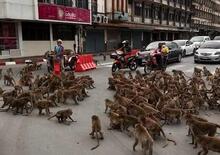 Incredibile blocco del traffico: causa scontro tra gruppi di scimmie in strada [video Tailandia]