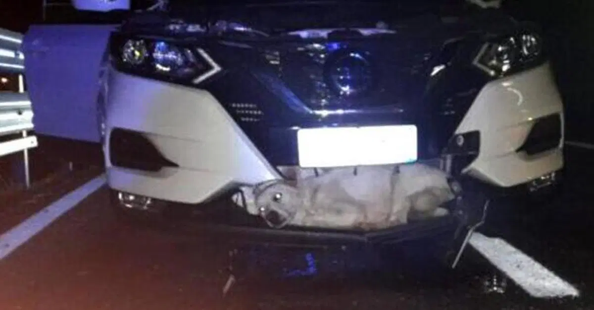 Autostrada, Cane investito a 130 km/h: salvo per miracolo e adottabile