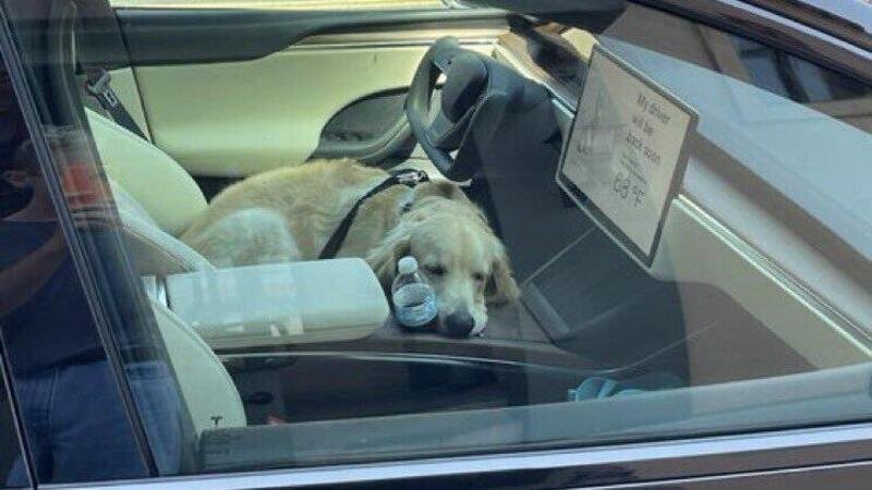 Anche i cani sono tester Tesla, In California: golden beccato a dormire sulla Model X Plaid