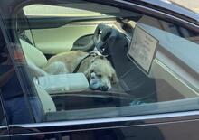 Anche i cani sono tester Tesla, In California: golden beccato a dormire sulla Model X Plaid