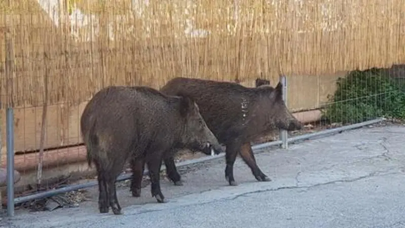 Torino, scontro con cinghiale. Un altro automobilista si ferma e porta via l'animale senza aiutare