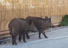 Torino, scontro con cinghiale. Un altro automobilista si ferma e porta via l'animale senza aiutare