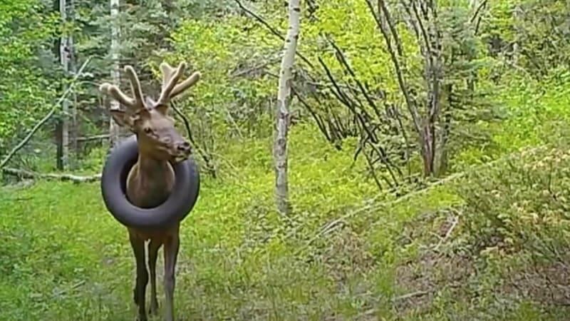 Alce liberato da uno pneumatico incastrato intorno al collo 