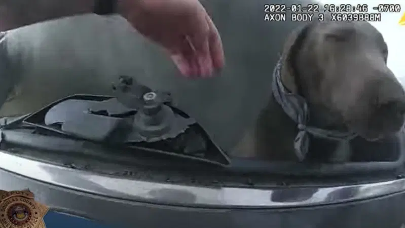 Cane intrappolato nell'auto in fiamme: intervento salva vita dello sceriffo ripreso live