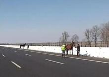 Incidente sulla A4 coinvolge un trasporto animali: blocco del traffico con cavalli fuggiti