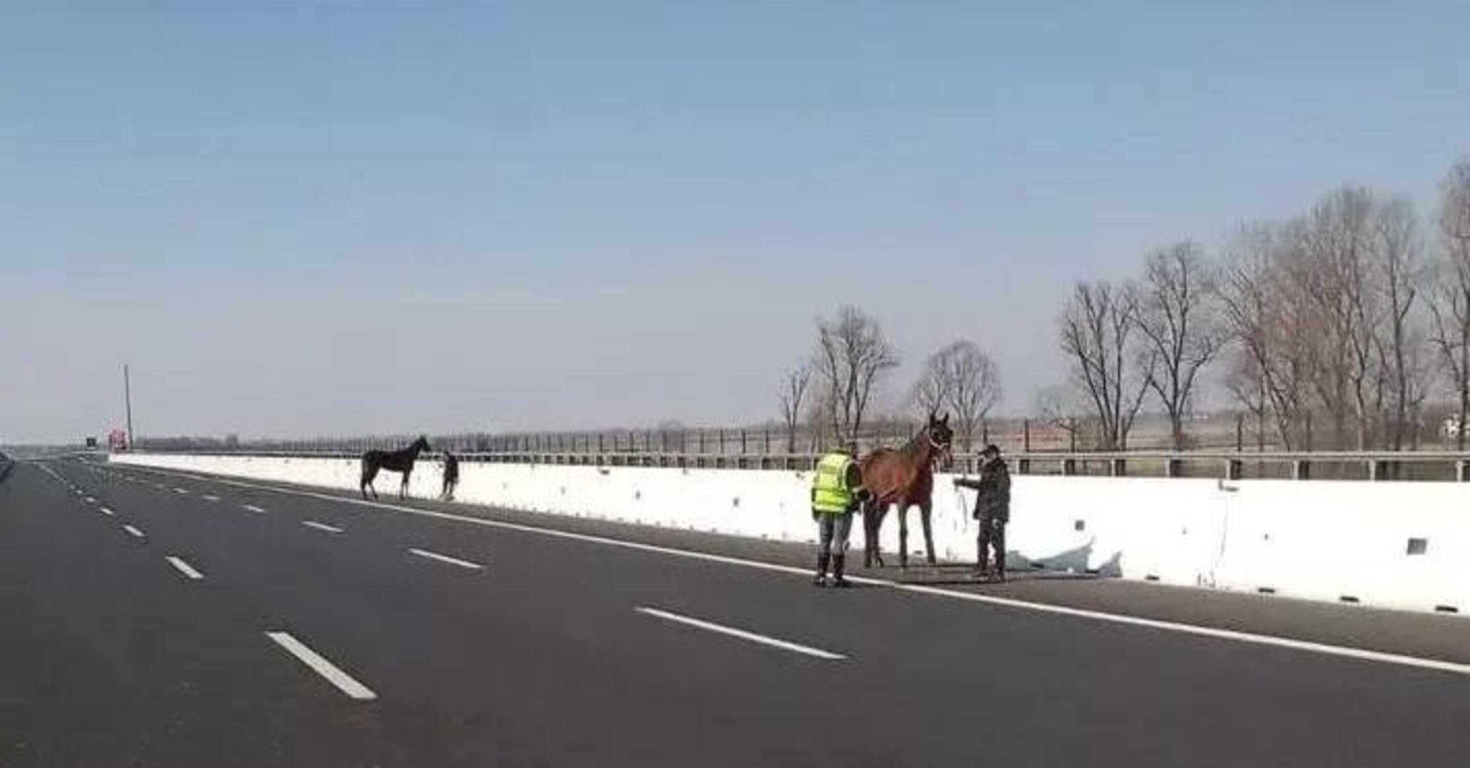 Incidente sulla A4 coinvolge un trasporto animali: blocco del traffico con cavalli fuggiti