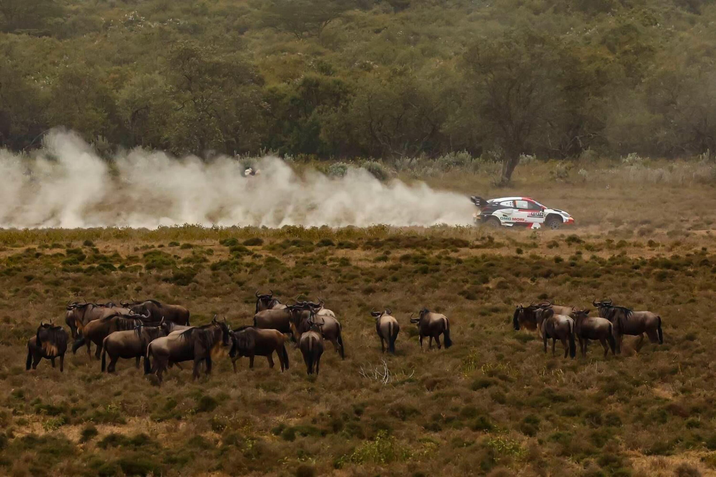 WRC22. Kenya Safari Rally. Toyota, un Podio a 4 Posti