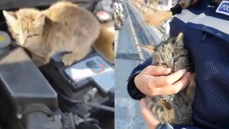 &quot;Ho un gatto nel motore&quot;: a Genova interviene la Polizia Locale [Video]