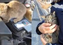 Ho un gatto nel motore: a Genova interviene la Polizia Locale [Video]