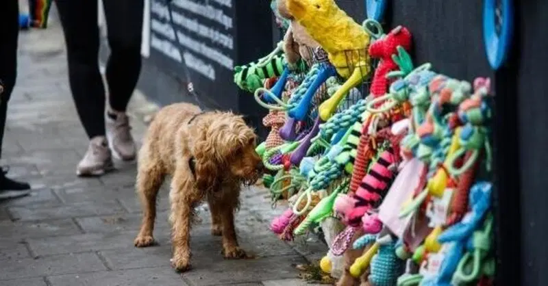 Skoda a Londra &egrave; preoccupata per i cani nella notte dei fuochi d'artificio
