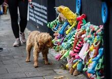 Skoda a Londra è preoccupata per i cani nella notte dei fuochi d'artificio