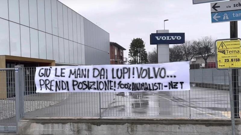 Volvo, Ikea e la caccia ai lupi: a Verona e Padova &egrave; boicottaggio 