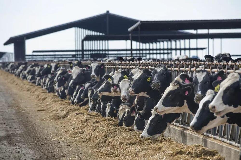 Cento mucche producono circa 30 kg di biogas al giorno