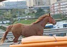 Come un cavallo in tangenziale... a Napoli 