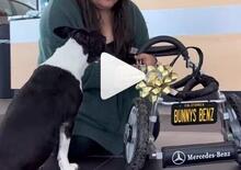 Bunny, il cane amputato che guida una Mercedes [VIDEO] 