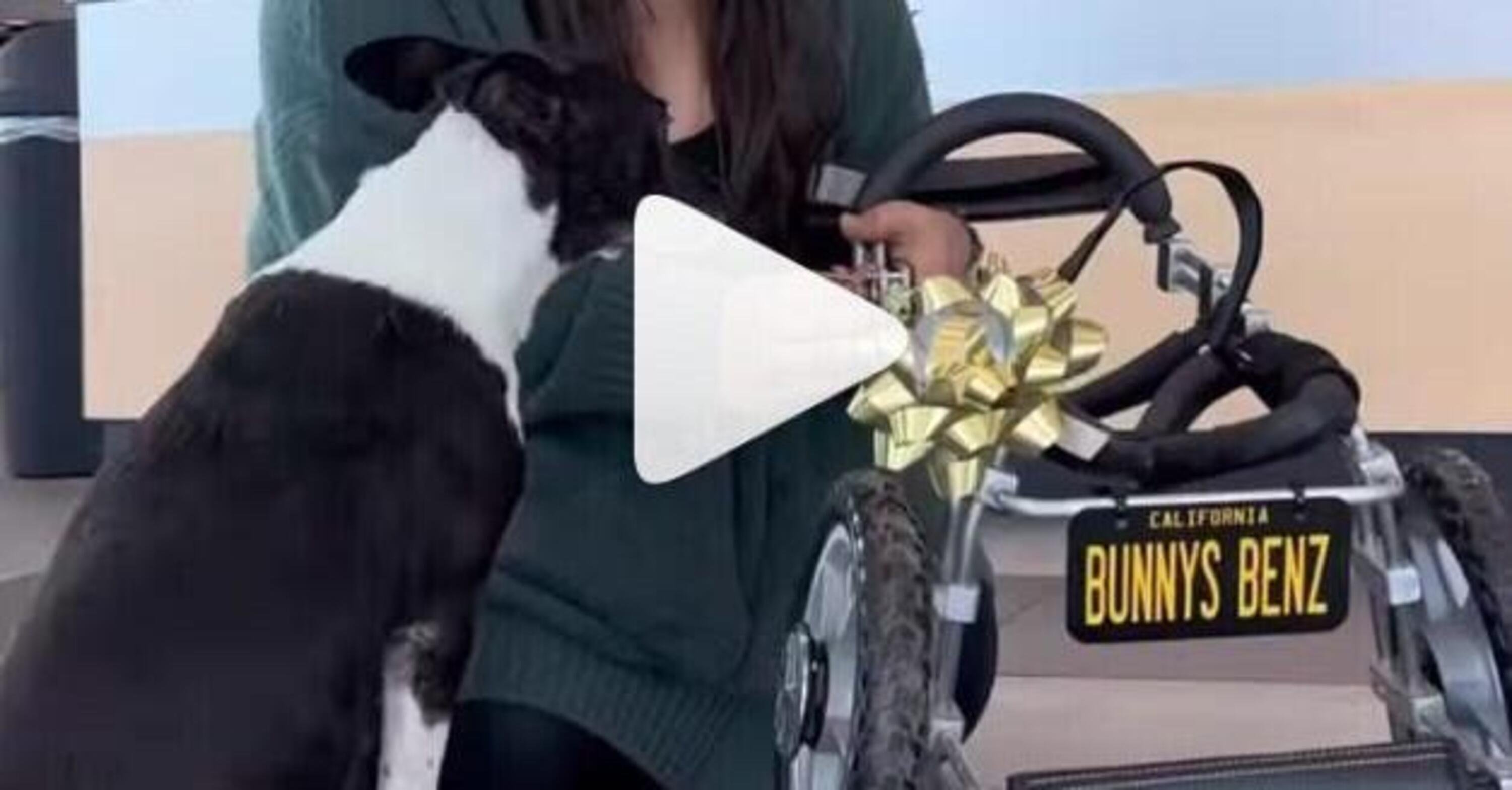Bunny, il cane amputato che guida una Mercedes [VIDEO] 