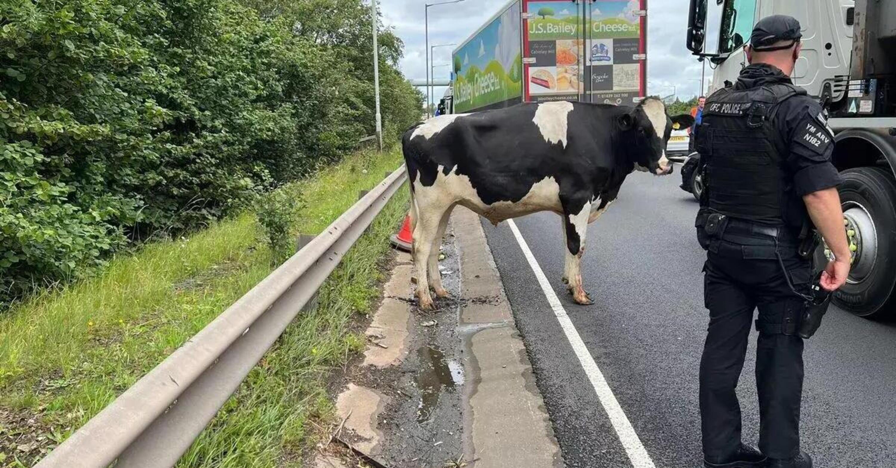 Cade una mucca dal camion, caos in autostrada [VIDEO]