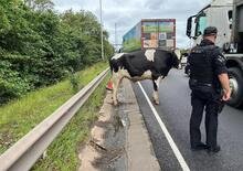 Cade una mucca dal camion, caos in autostrada [VIDEO]