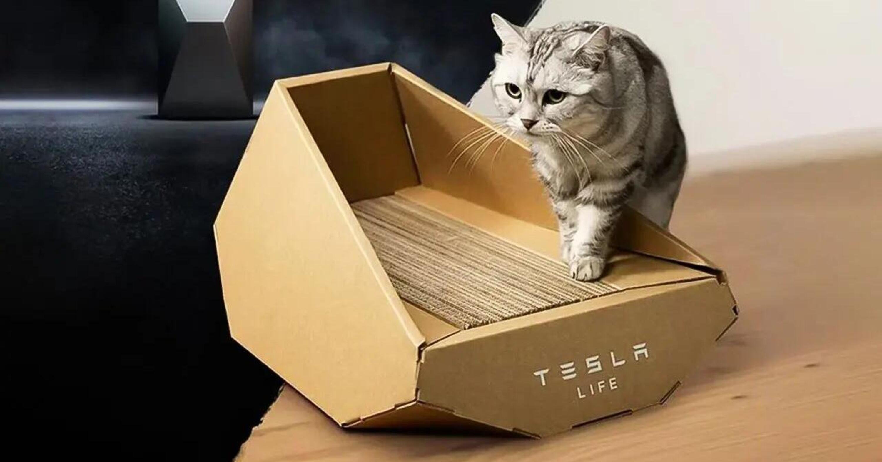 Tesla per la giornata del gatto: il Cybertruck di cartone 