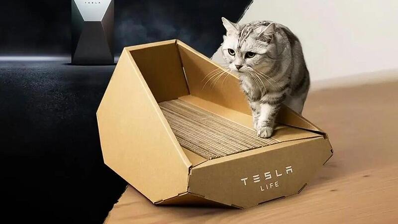 Tesla per la giornata del gatto: il Cybertruck di cartone 