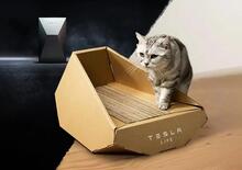 Tesla per la giornata del gatto: il Cybertruck di cartone 