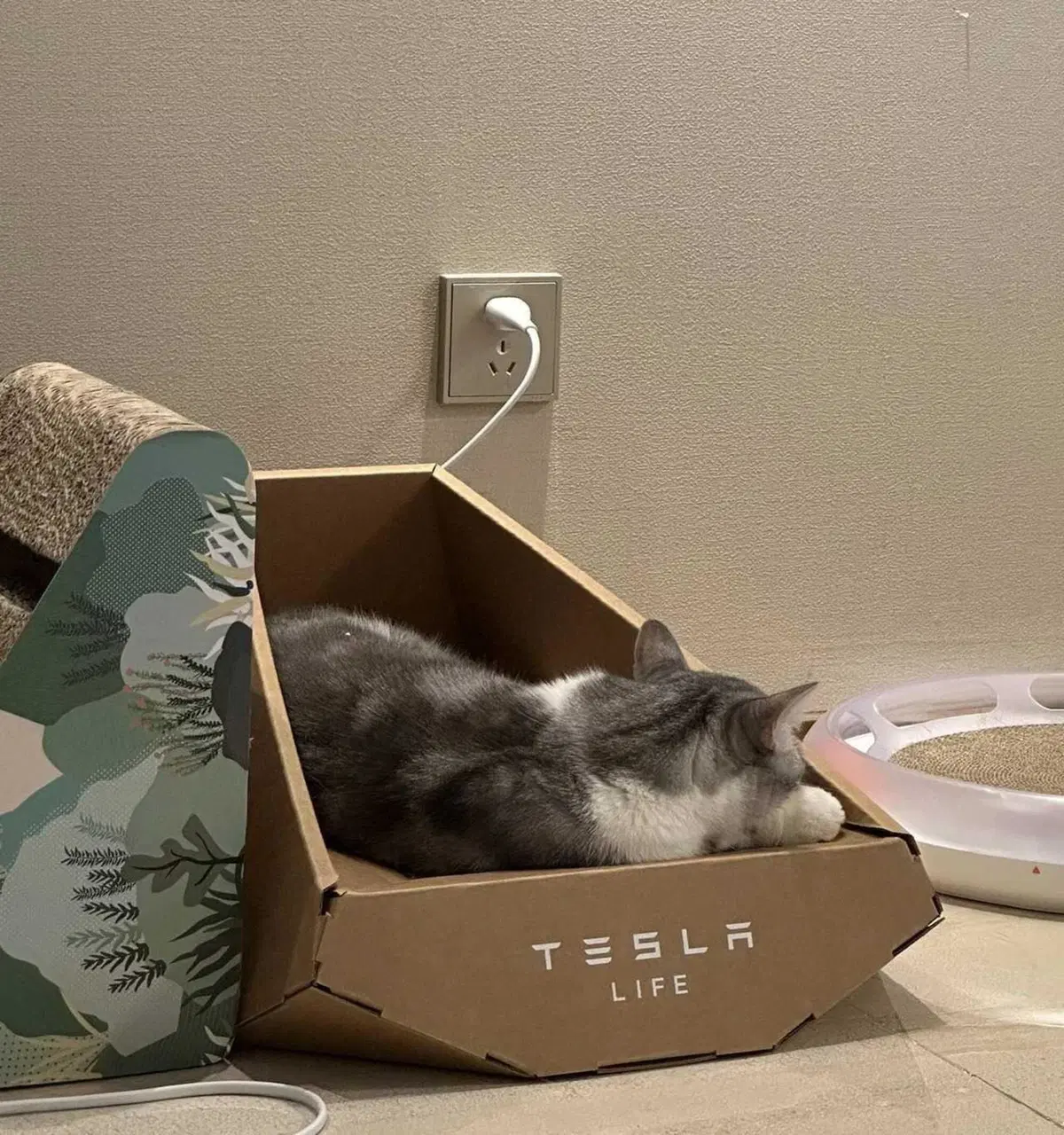 Tesla per la giornata del gatto: il Cybertruck di cartone  (4)