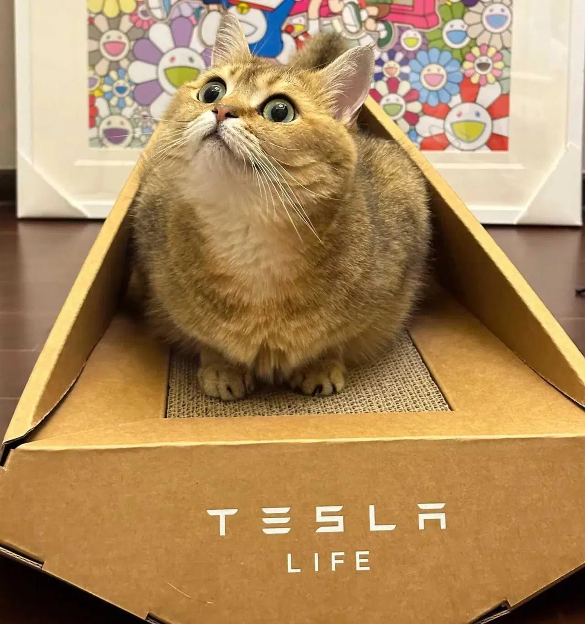 Tesla per la giornata del gatto: il Cybertruck di cartone  (5)