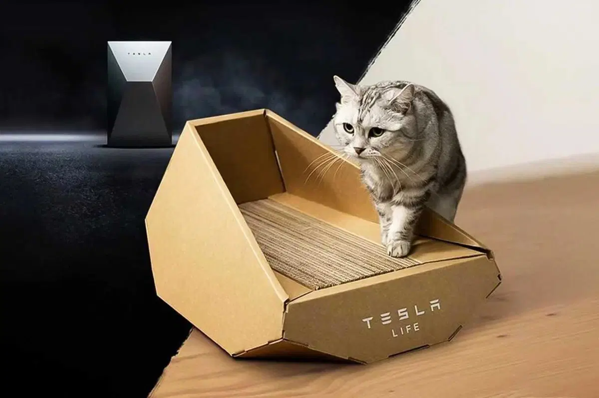 Tesla per la giornata del gatto: il Cybertruck di cartone  (6)