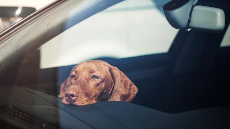 Cani in auto: in Svizzera non scherzano, 21.000 euro di multa