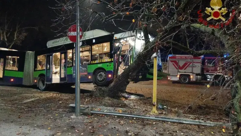 Verona: un attimo di distrazione e l'autobus sale sull'albero