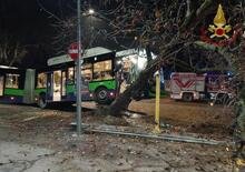 Verona: un attimo di distrazione e l'autobus sale sull'albero