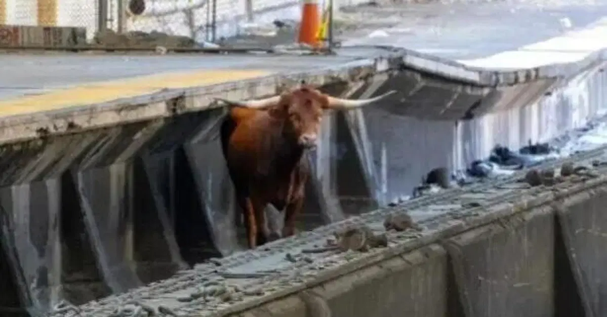 Treni in ritardo a New York, c'&egrave; di mezzo un Toro (non Lamborghini)