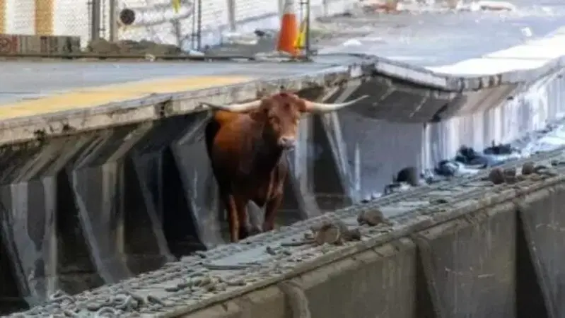 Treni in ritardo a New York, c'&egrave; di mezzo un Toro (non Lamborghini)