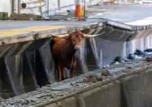 Treni in ritardo a New York, c'è di mezzo un Toro (non Lamborghini)