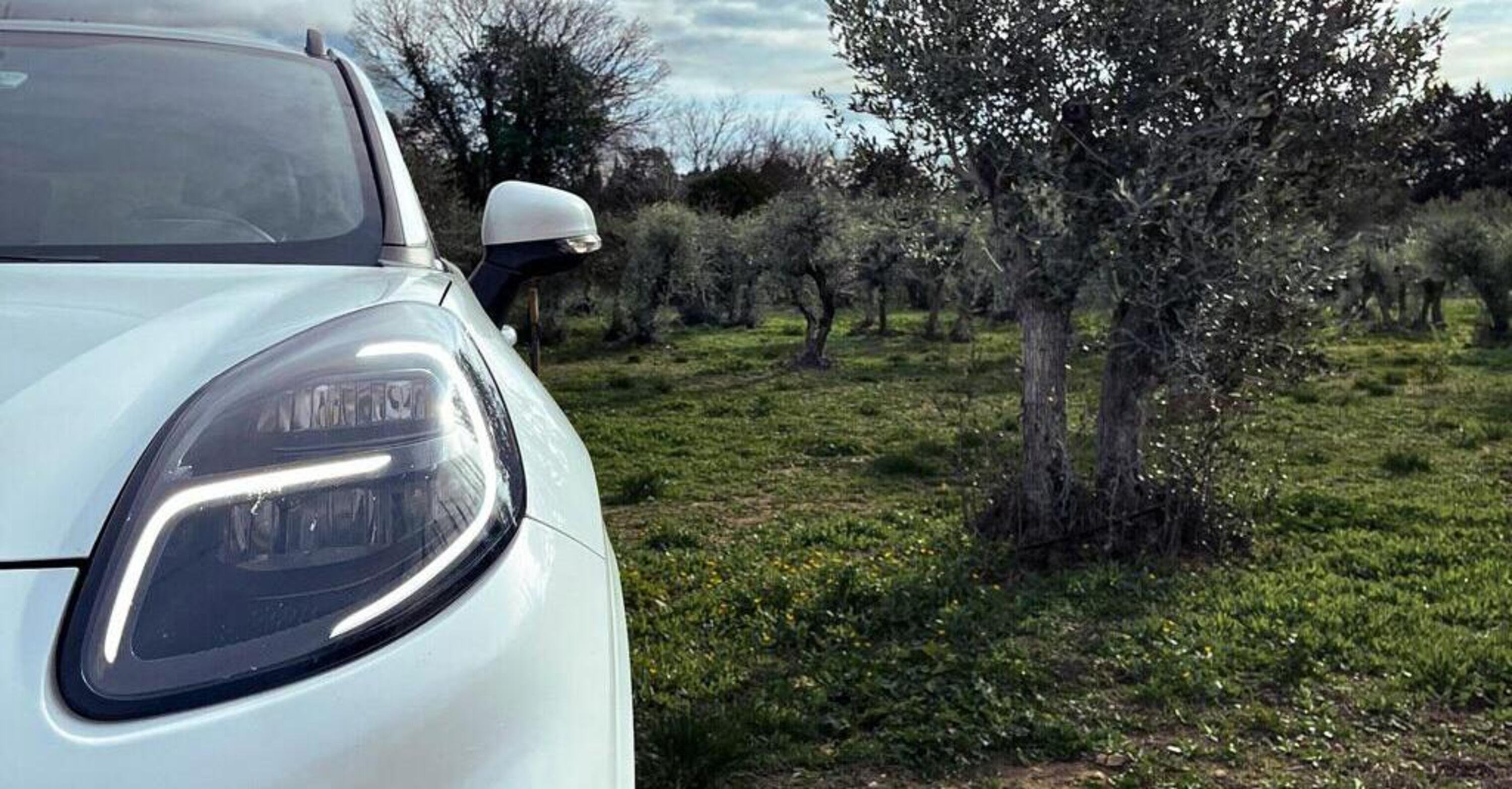 Ford: nuovi materiali per l&#039;auto elettrica dagli alberi di ulivo