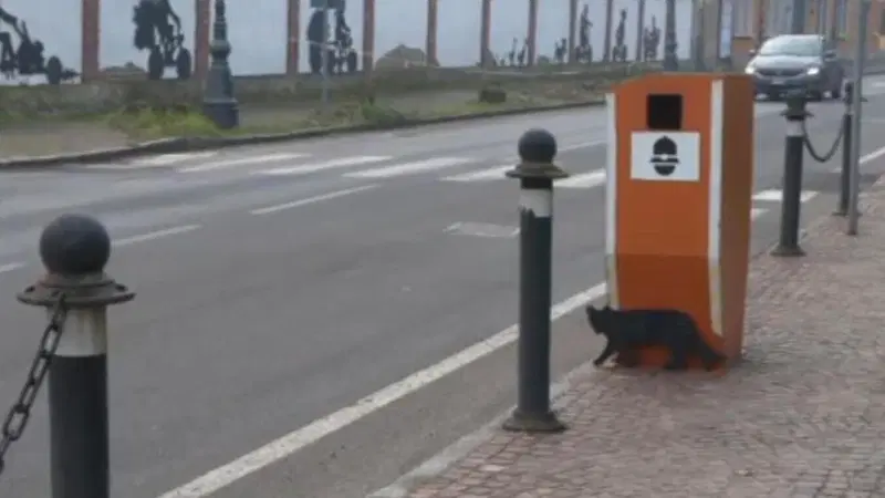 Autovelox + gatto nero (finti): frenata assicurata a Pavia