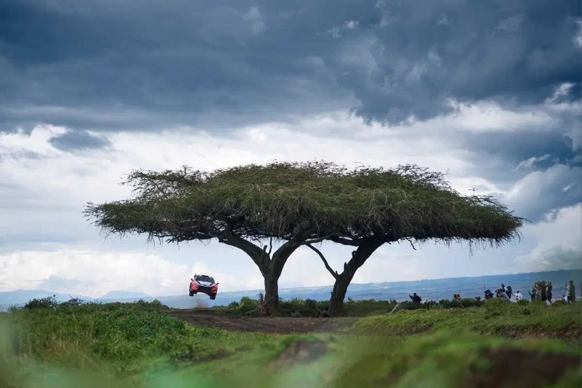WRC24 Kenya. Rovanpera stravince il Safari, l’”eredità” del Titolo diventa affare complicato (10)