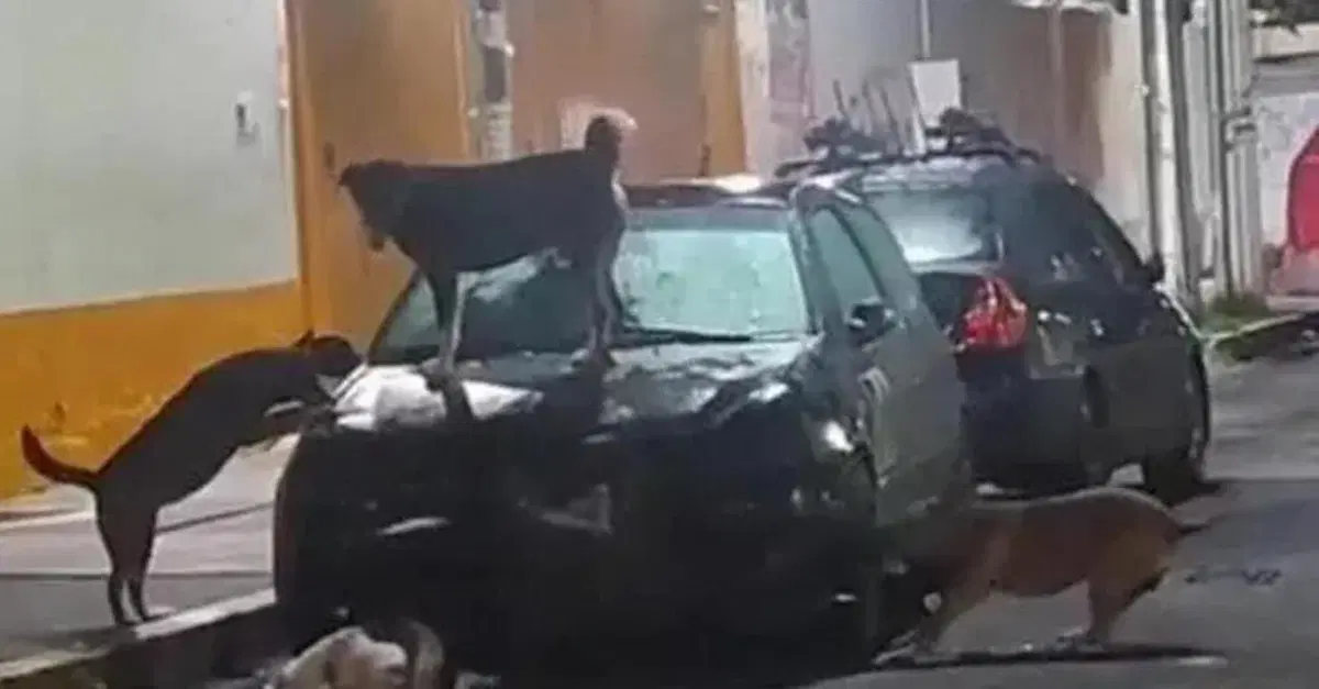 Un'auto "sbranata" in Messico dai cani randagi, il video &egrave; virale 